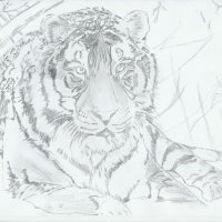 tiger2_600.jpg